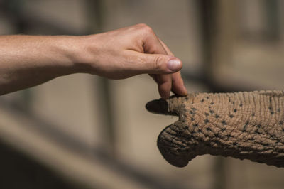 Cropped hand touching elephant trunk