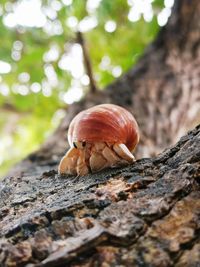 Close-up of crab on tree trunk