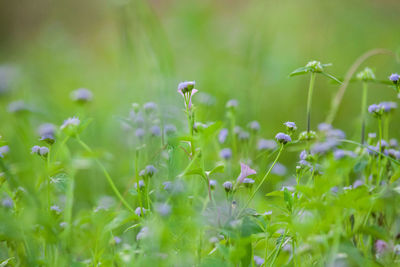 View of flowers in sunlight