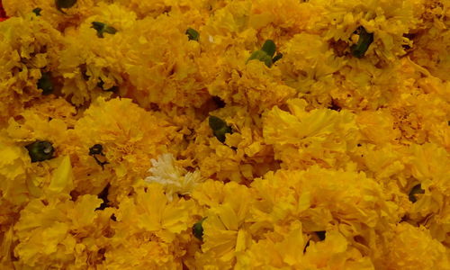 Close-up of yellow flowering plant