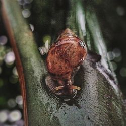 Close-up of snail on tree trunk