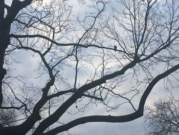 Low angle view of tree against sky