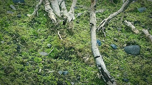 Trees growing in field