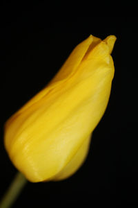 Close-up of yellow rose against black background