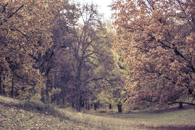 Trees in forest