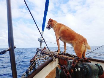 Close-up of dog on boat against sky