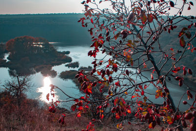 Red flowering tree against sky during autumn