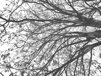 Low angle view of bare tree against sky