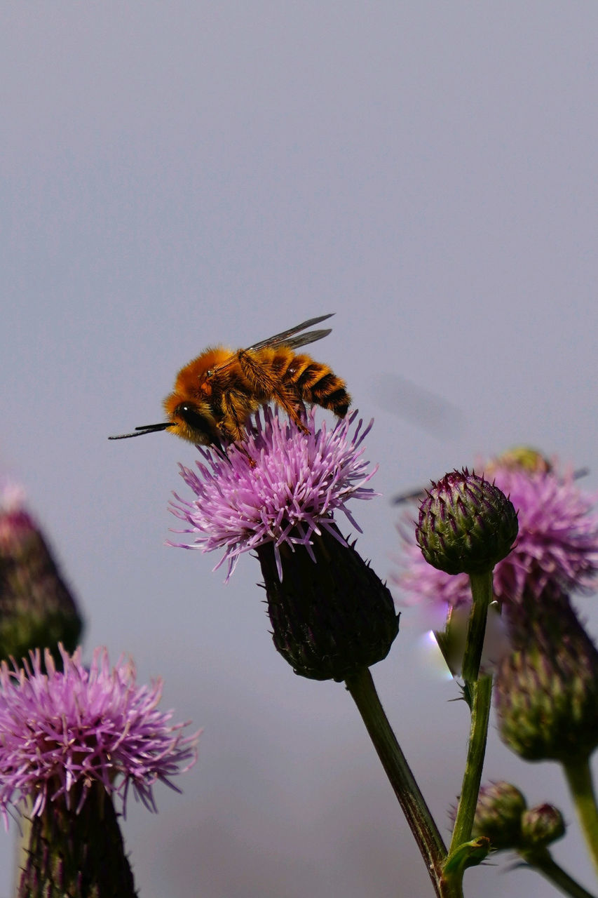 Flower Thistle Flower Head Eastern Purple Coneflower Bee Pollination Bumblebee Insect Purple Uncultivated