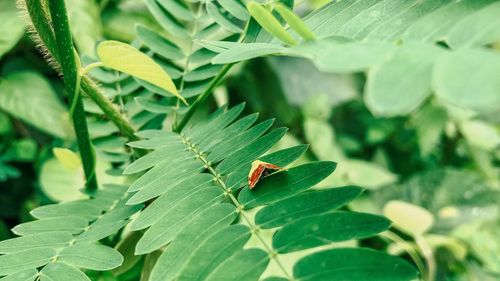 Close-up of insect on leaves