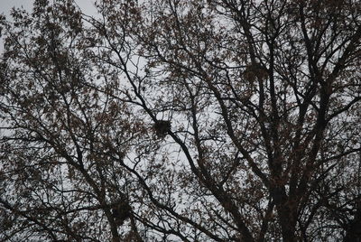 Low angle view of bare trees against sky