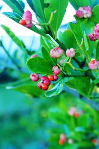 Close-up of red berries growing on tree