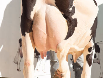 Close-up of cow