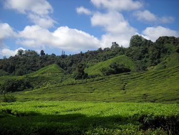 Scenic view of agricultural field against sky