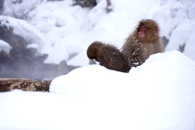 Japanese macaques at hot spring during winter