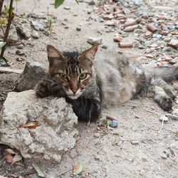 High angle view portrait of tabby cat on field