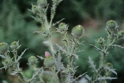 Close-up of thistle plant