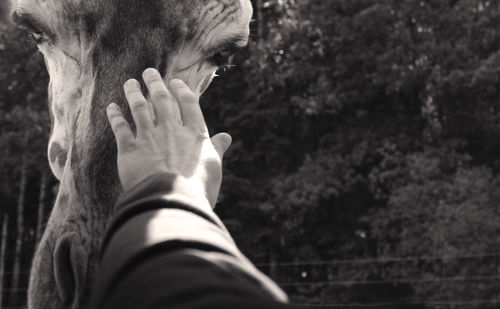 Cropped image of person touching giraffe at zoo