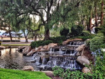 Trees growing by river in park