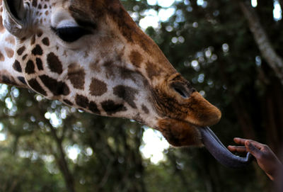 Close-up of a giraffe eating sugar from a hand