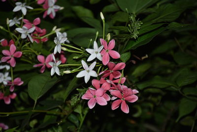 Close-up of pink flowering plants in park