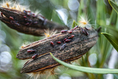 Close-up of butterfly on leaf