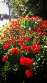 Close-up of red flowers blooming outdoors