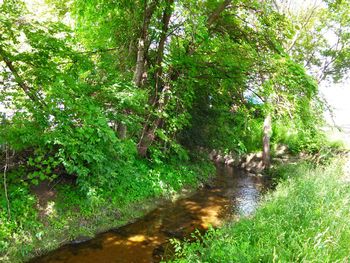 Scenic view of forest