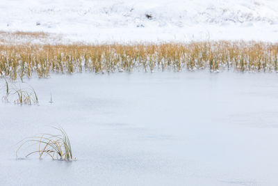 Scenic view of frozen field during winter