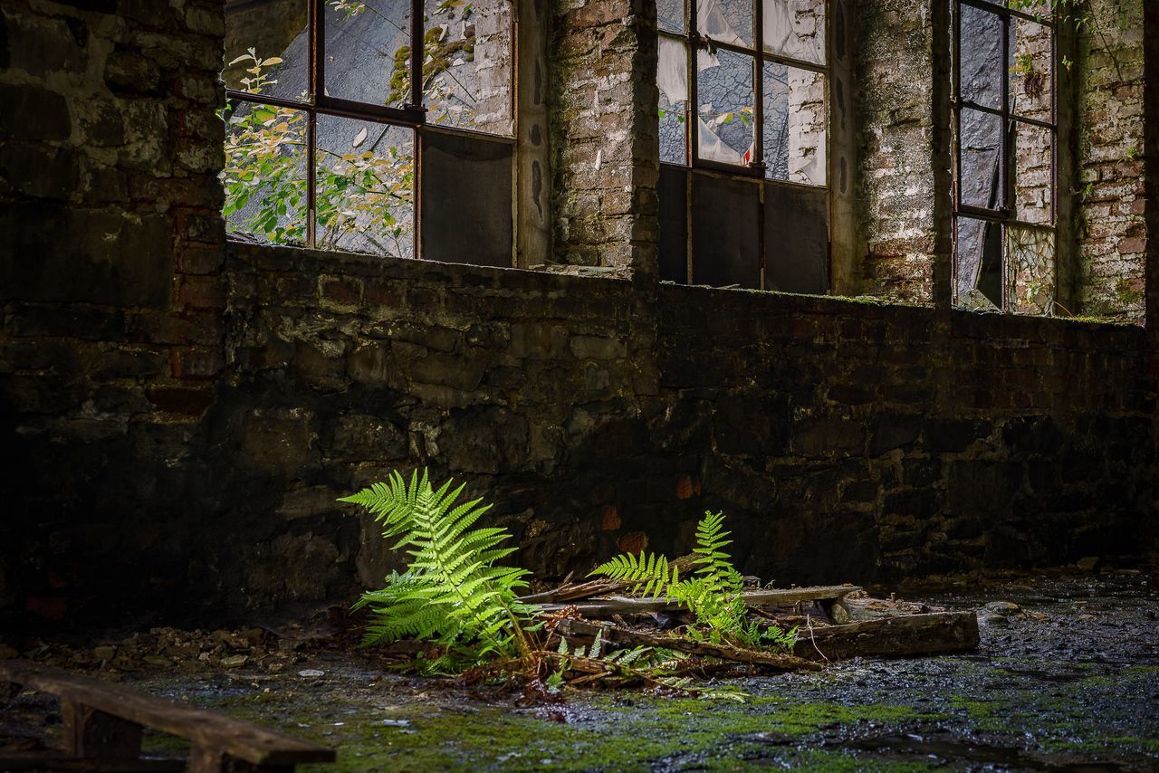 PLANTS GROWING IN ABANDONED BUILDING