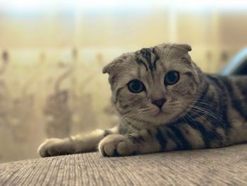 Portrait of cat sitting on wood