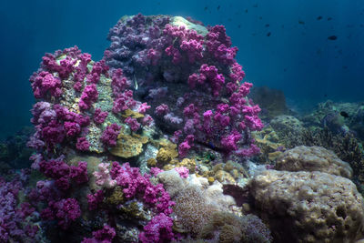 Close-up of coral in sea