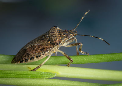 Brown marmorated stink bug macro image