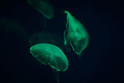 Close-up of jellyfish in sea