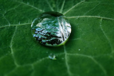 Close-up of wet leaf floating on water