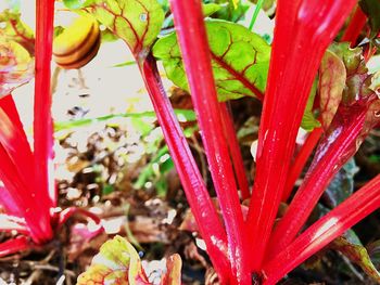 Close-up of red flowering plant on field