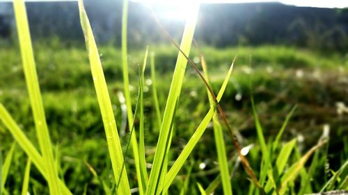 Close-up of fresh green field