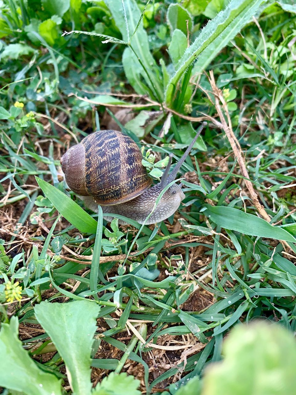 CLOSE-UP OF SNAIL ON LAND