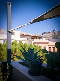 Close-up of potted plants against blue sky