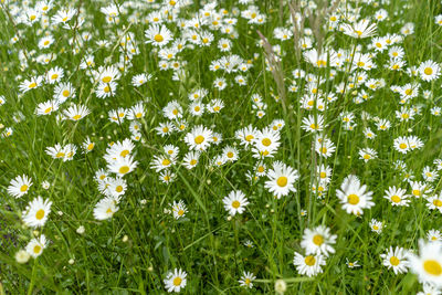 Close-up of white daisy flowers on field