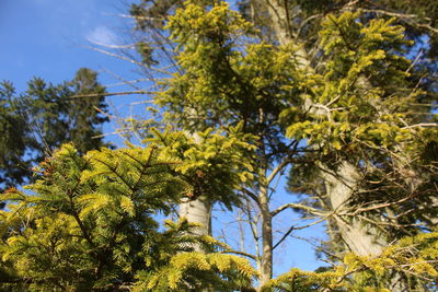 Low angle view of trees against clear blue sky