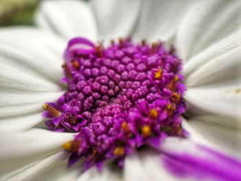 Close-up of purple flower