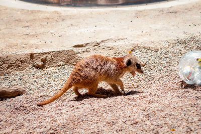 Meerkat digging for food
