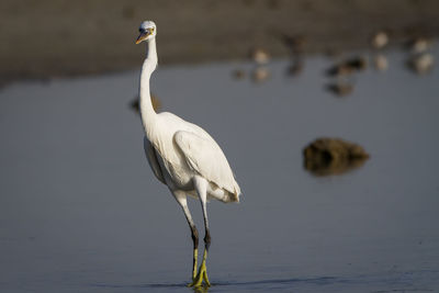 Close-up of white heron perching on lake