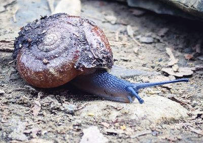 Close-up of snail on ground