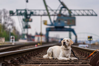 Portrait of a dog on railroad tracks. labrador retriever.