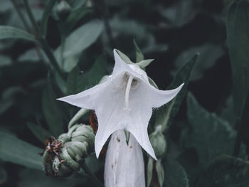 Close-up of wilted plant