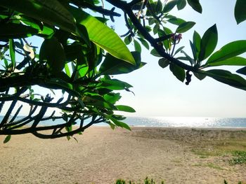 Close-up of fruit on tree at beach