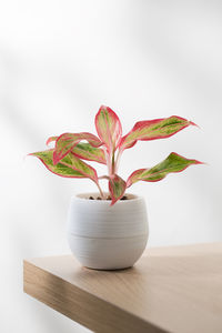 Close-up of potted plant on table