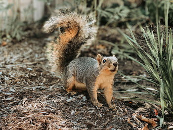 Squirrel at zoo